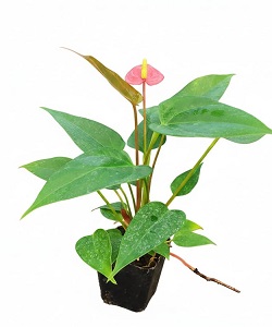 Tissue Culture Anthurium Plants