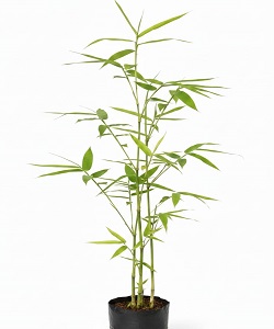 Tissue Cultured Bamboo Plants