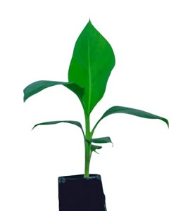 Deshi Banana Plants