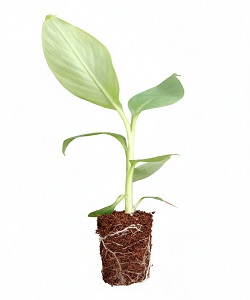G9 Banana Plants