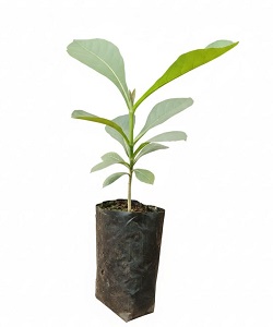 Tissue Cultured Teak Plants
